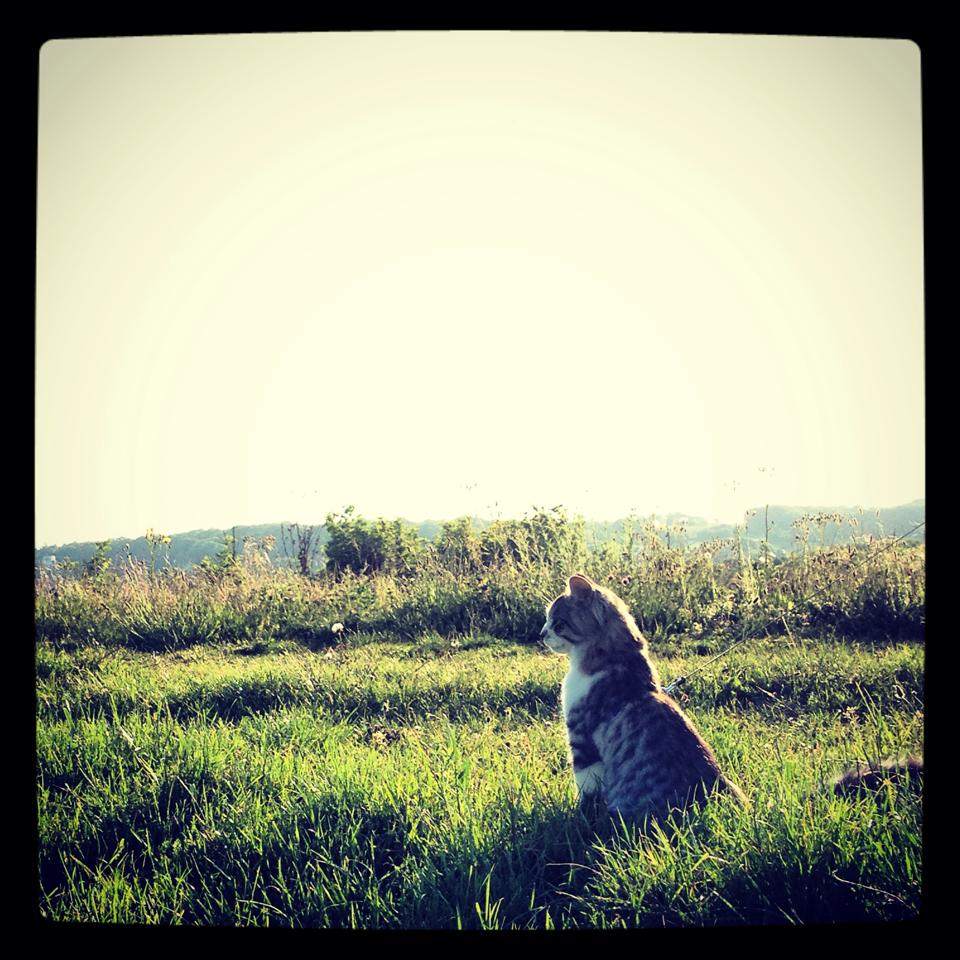 Frummie out for an evening stroll